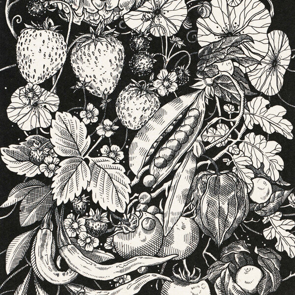 Schwarz-weiße Illustration mit Erdbeeren, Erbsenschoten, Chilis, Physalis und Tomaten