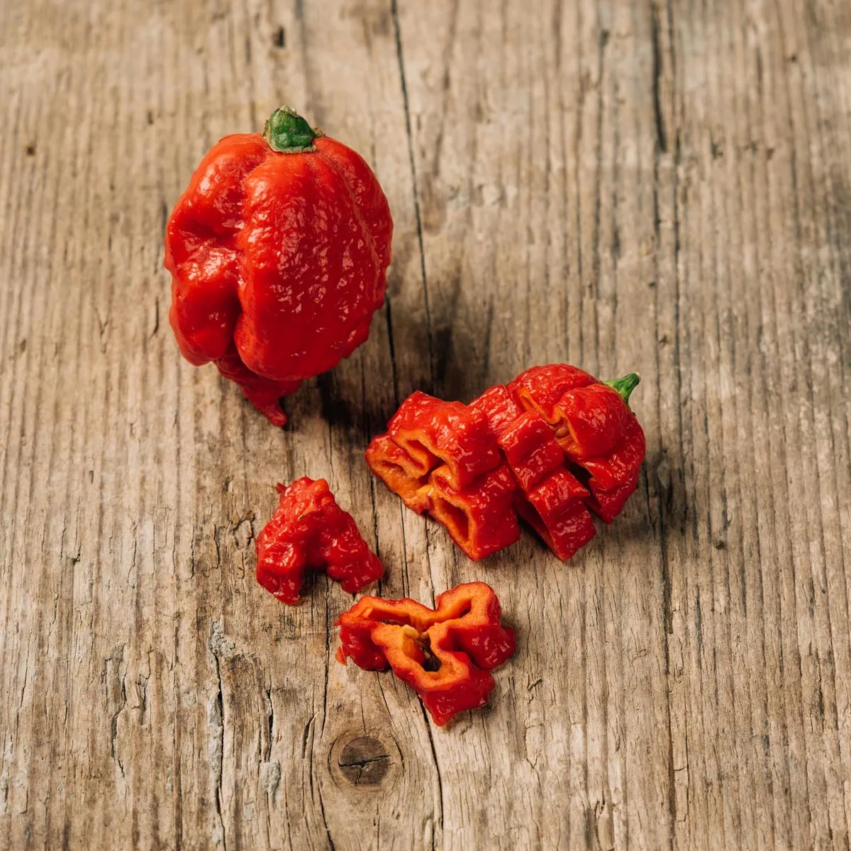 Chili 'Carolina Reaper' (Capsicum chinense)