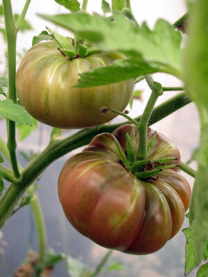 Fleischtomaten