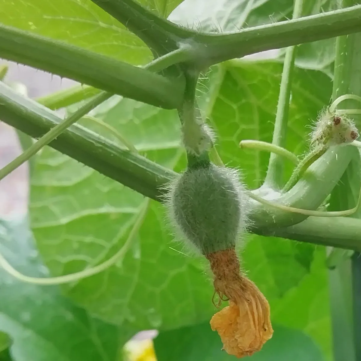 Cantaloupe Zuckermelone 'Charentais' (Cucumis melo) Samen