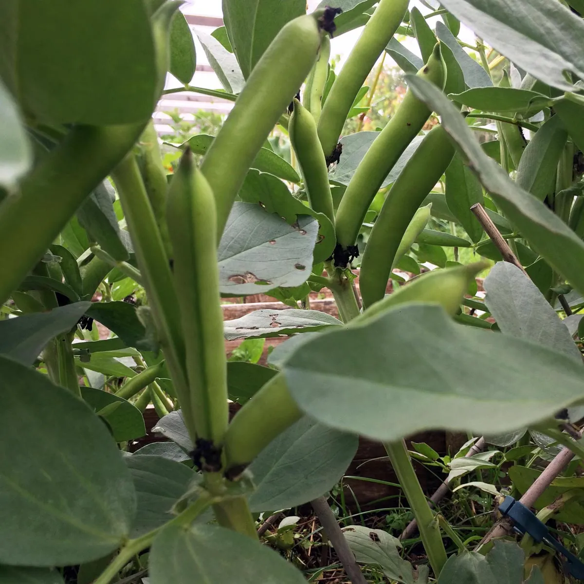 Puffbohne / Dicke Bohne 'Hangdown' (Vicia faba) Bio Saatgut