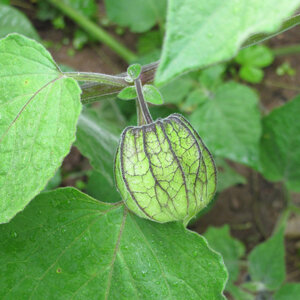 Physalis mit grüner, lampionartiger Fruchthülle an der Pflanze