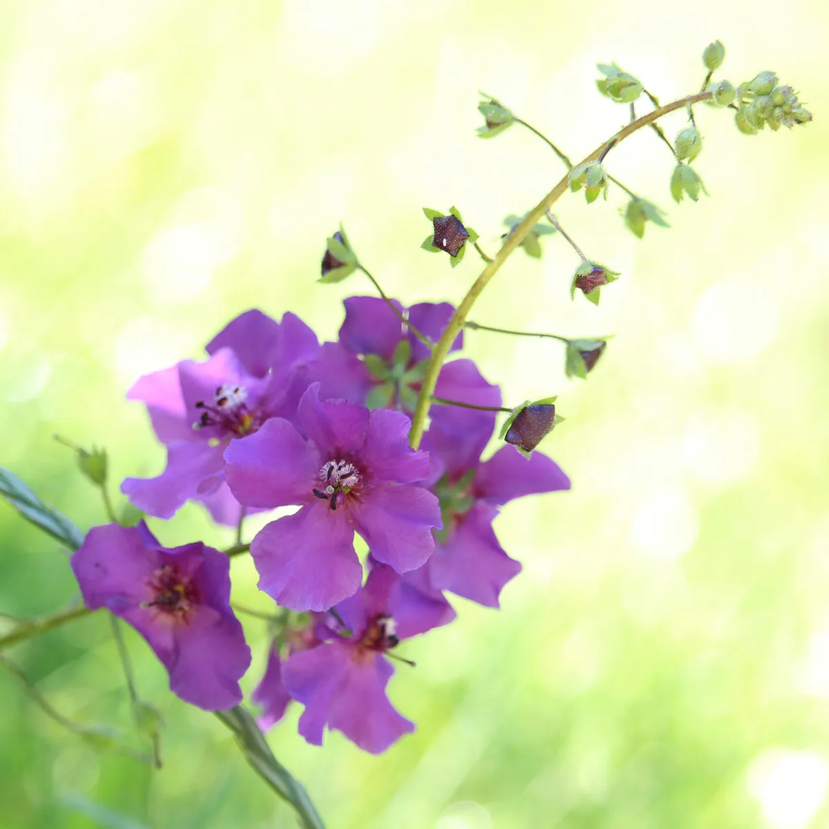 Violette Königskerze Mix (Verbascum phoeniceum) Samen