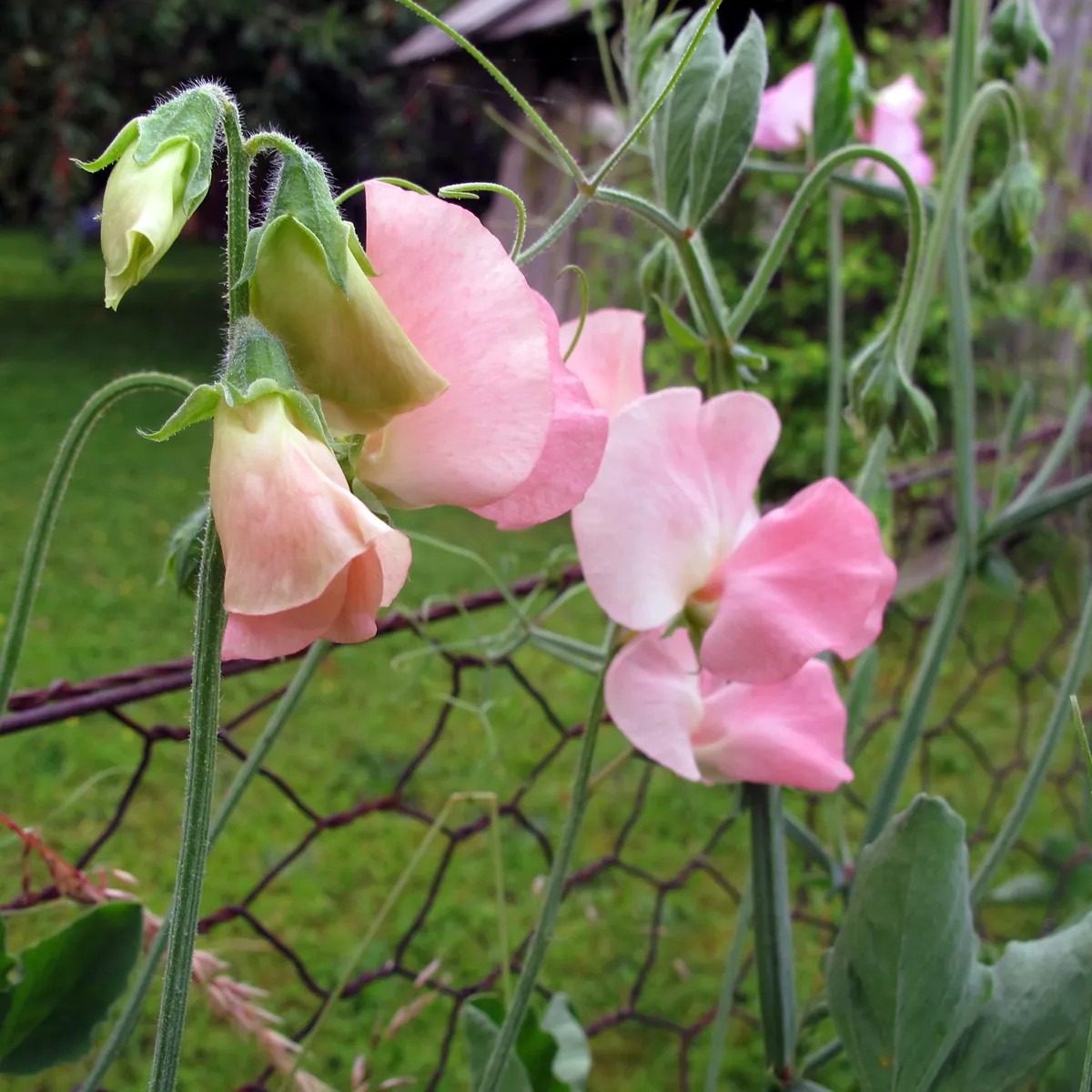 Zartrosa Duftwicke 'Mollie Rilstone' (Lathyrus odoratus) Samen