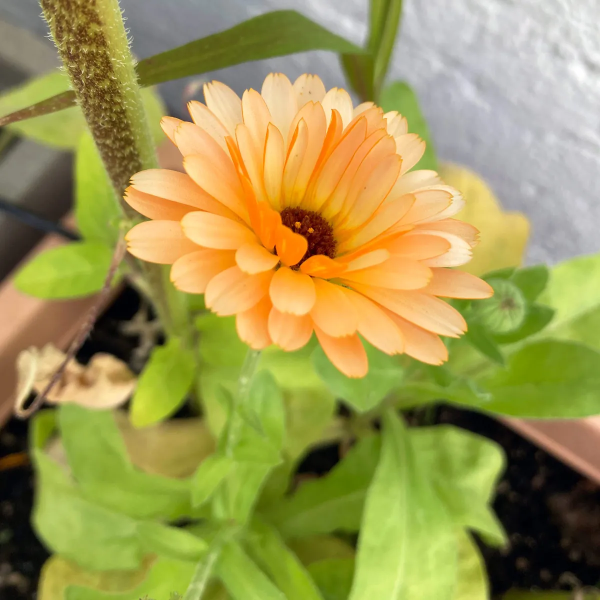 Lachsrosa Ringelblume 'Pink Surprise' (Calendula officinalis) Samen