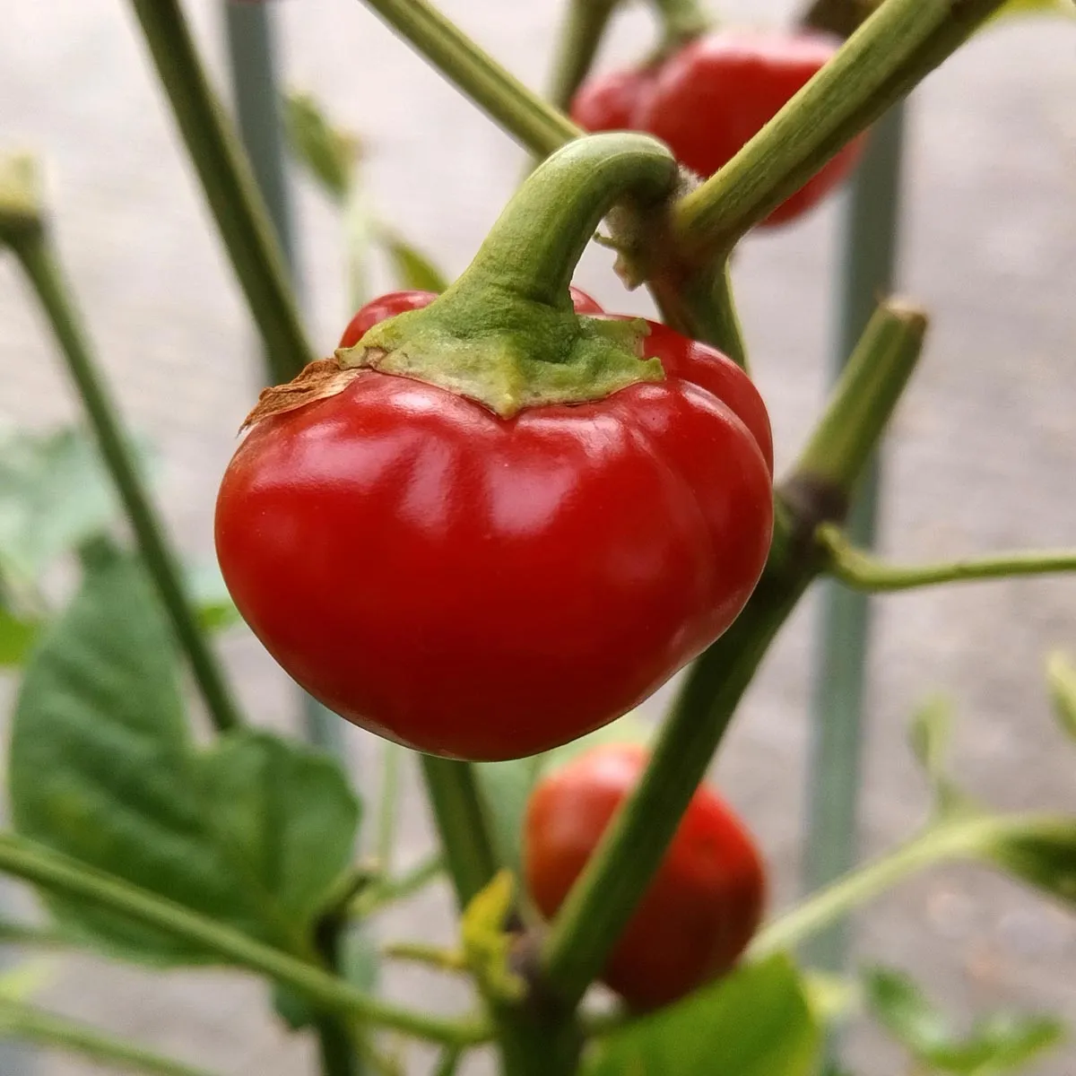 Milder Chili 'Paradiso' (Capsicum frutescens) Bio Saatgut