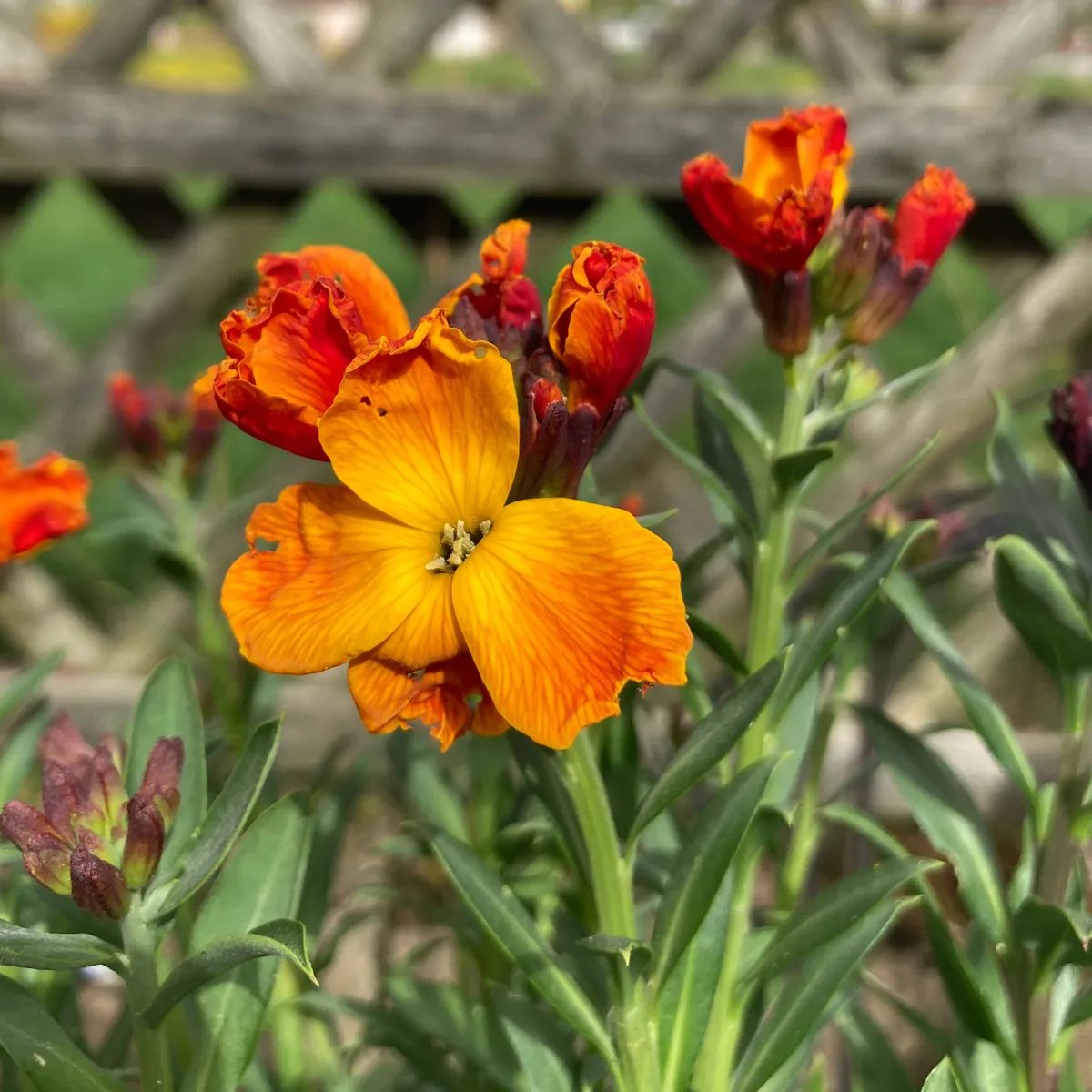 Goldlack 'Goliath Brown' (Erysimum cheiri) Samen