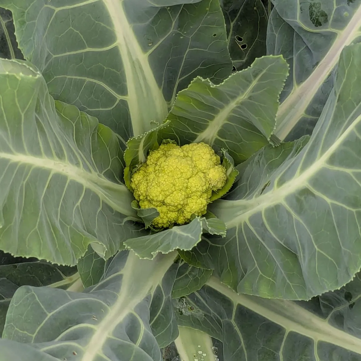 Grüner Blumenkohl 'Verde di Macerata' (Brassica oleracea var. botrytis) Samen