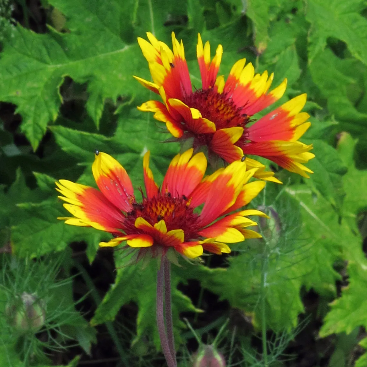 Zweifarbige Kokardenblume 'Bremen' (Gaillardia aristata) Samen