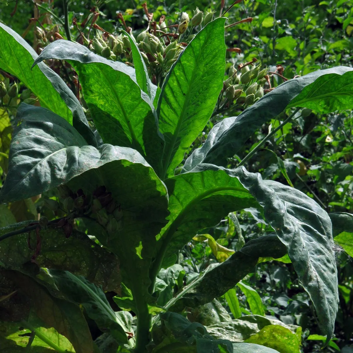 Virginia Tabak 'Virginia Gold' (Nicotiana tabacum) Bio Saatgut