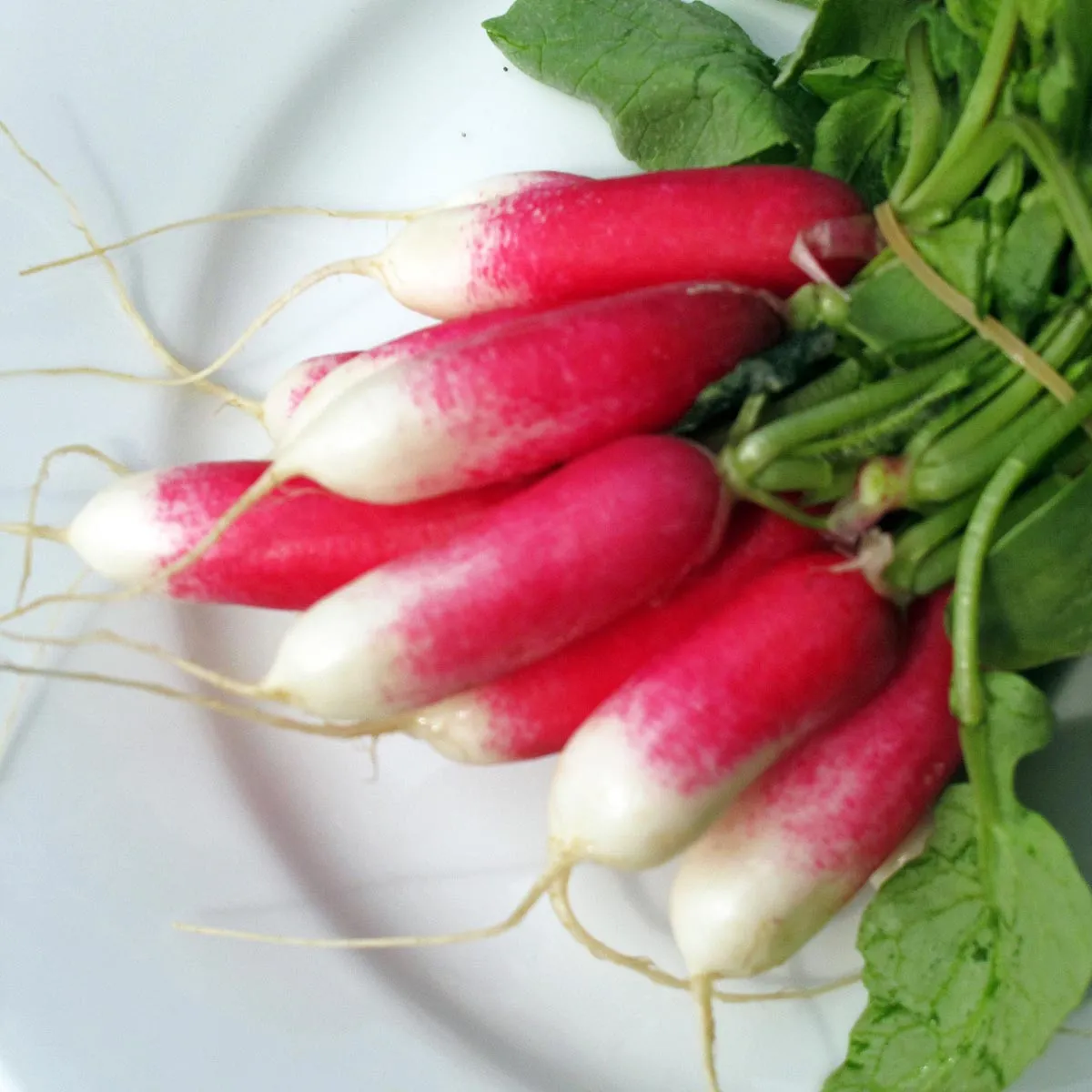 Radieschen 'French Breakfast' (Raphanus sativus) Bio Saatgut