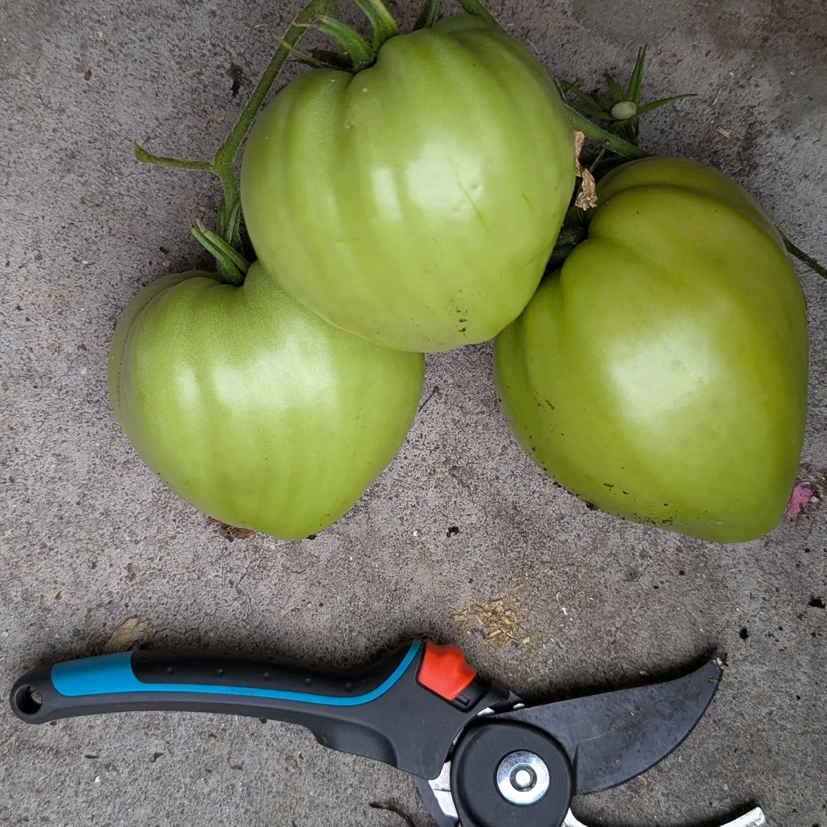 Turkmenische Fleischtomate 'Herz von Aschgabat' / 'Serdtse Ashkhabada' (Solanum lycopersicum) Samen