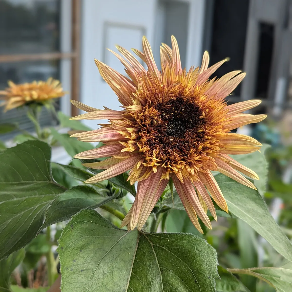 Altrosa Sonnenblume 'Astra Rose' (Helianthus annuus) Samen