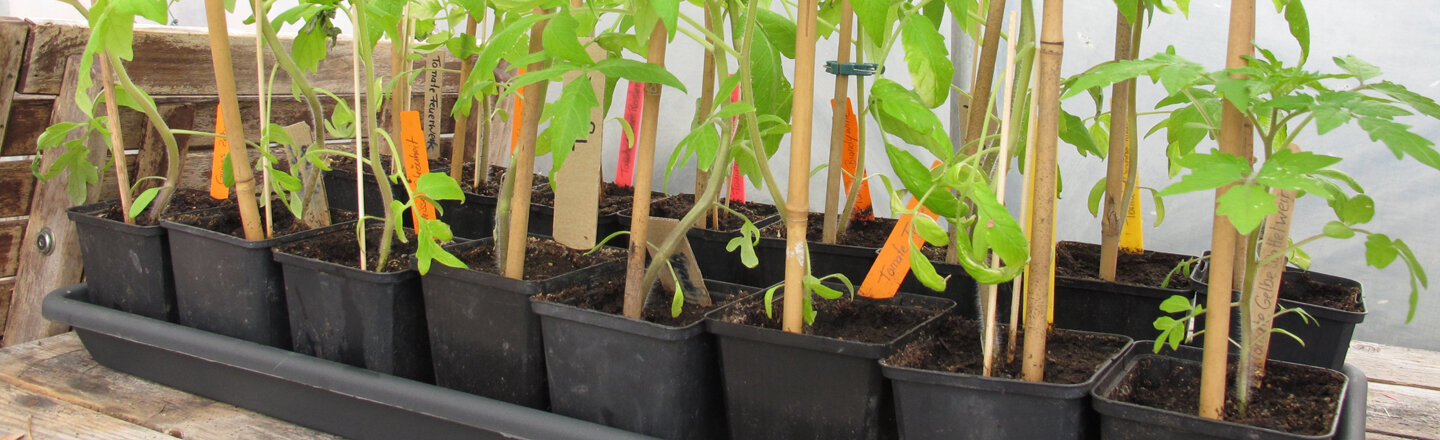 Tomatenjungpflanzen