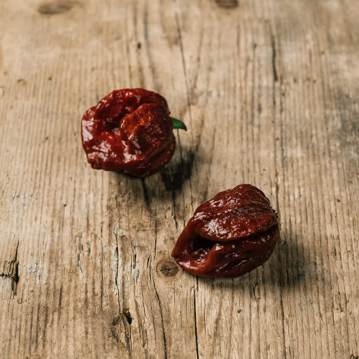 Chili 'Trinidad Scorpion Chocolate' (Capsicum chinense) Samen