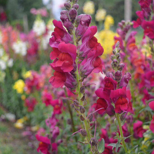 Blühende Löwenmäulchen (Antirrhinum majus) in Rot, Pink, Gelb und Weiß im Beet