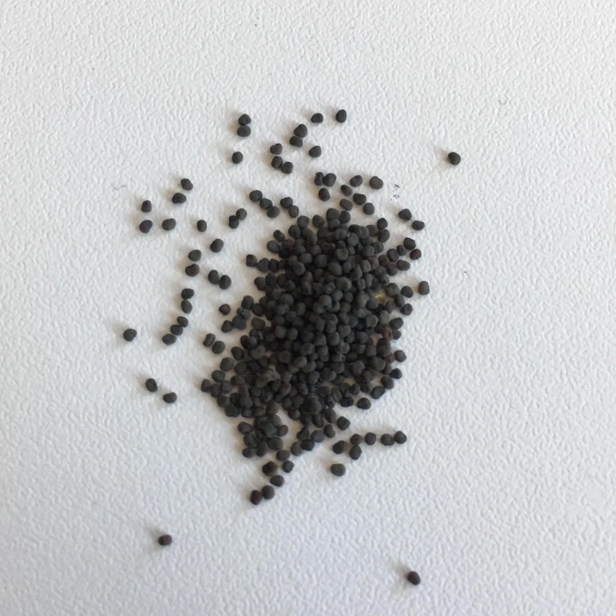 Kronen-Lichtnelke (Silene coronaria) Bio Saatgut