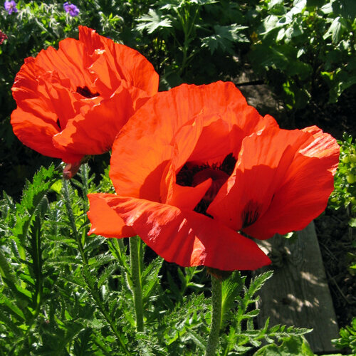 Orientalischer Mohn (Papaver orientale) mit großen leuchtend roten Blüten