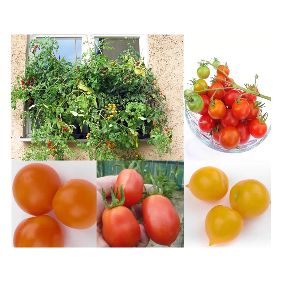 Balkon-Tomaten - Samenset