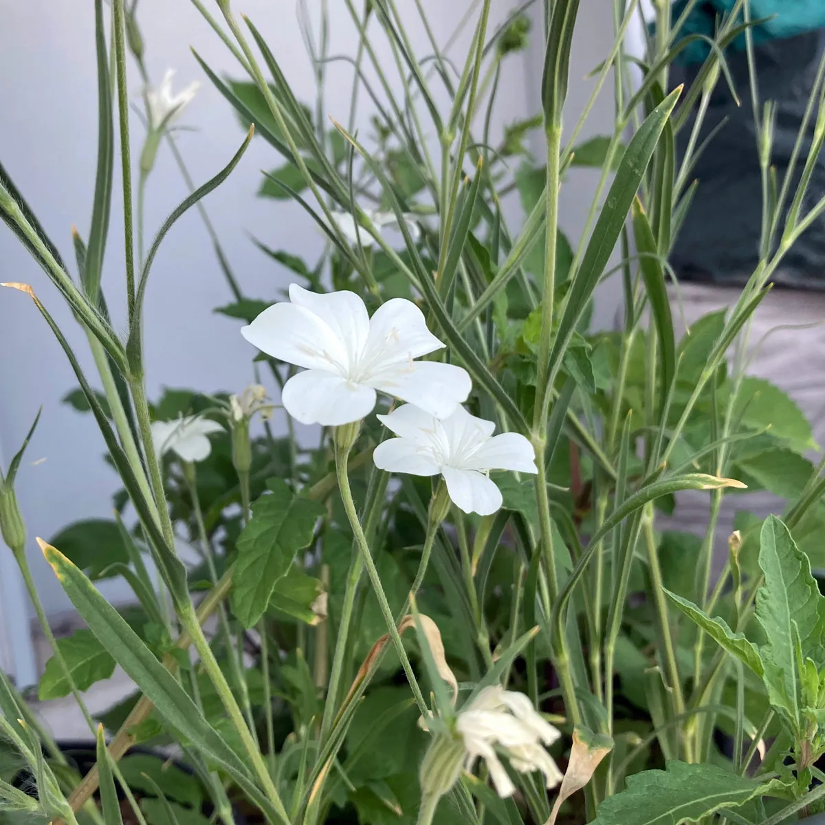 Weiße Kornrade 'Ocean Pearls' (Agrostemma githago) Samen