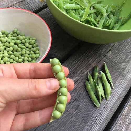 Frisch geerntete Erbsen: geöffnete Hülse in der Hand, ausgepalte Erbsen in einer Schale