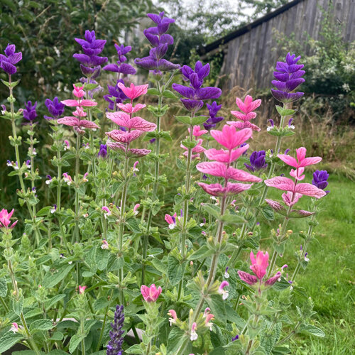 Schopfsalbei (Salvia viridis) mit rosa und violetten Hochblättern