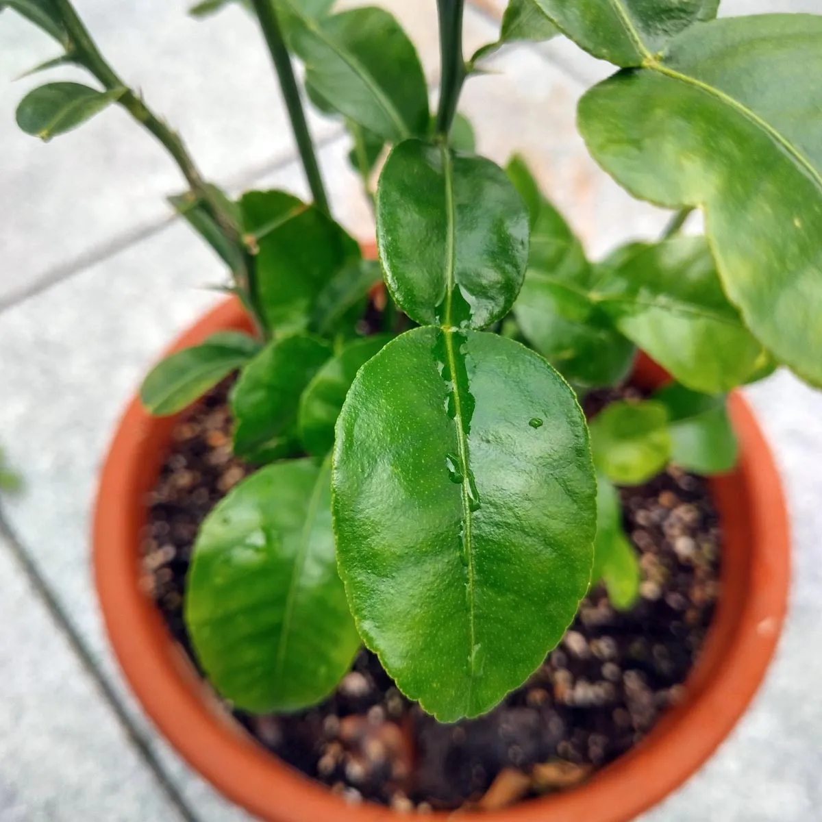 Makrut-Limette (Citrus hystrix) Samen