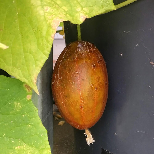 Netzgurke (Cucumis sativus) mit reifer Frucht und braun genetzter Schale
