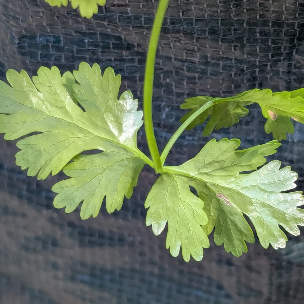 Zitronen-Koriander 'Dwarf Lemon' (Coriandrum sativum) Bio Saatgut