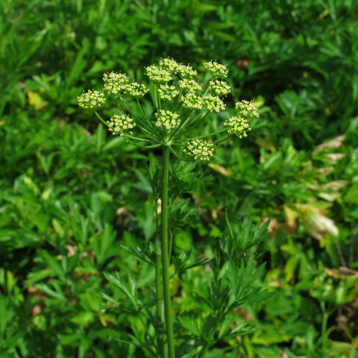 Italienische Glatte Petersilie 'Italian Giant' (Petroselinum crispum var. neapolitanum) Samen