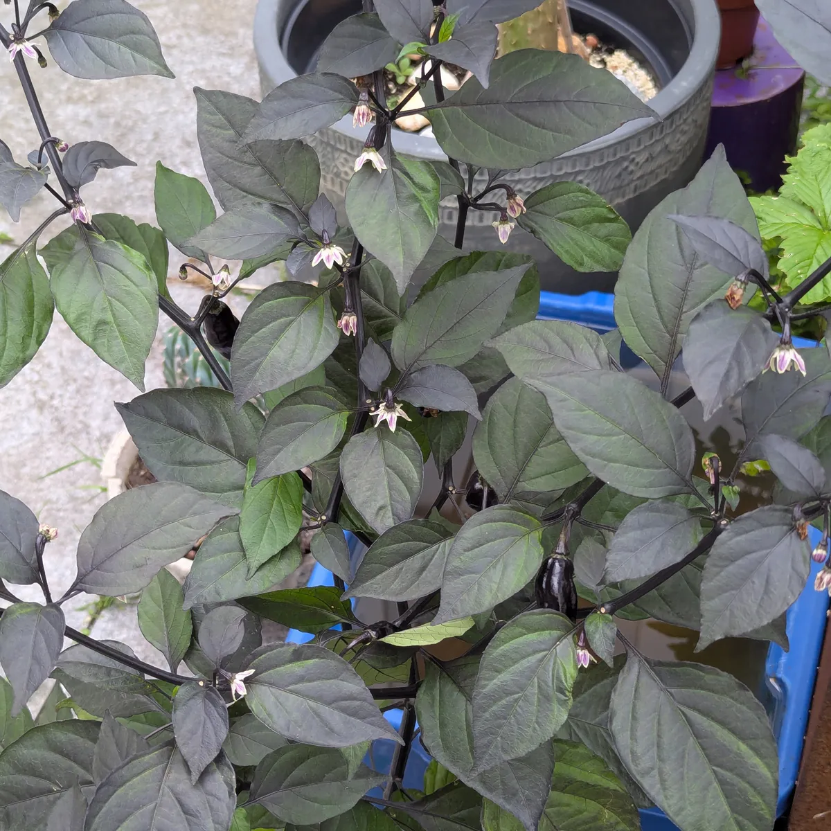Violette Chili 'Pimenta Da Neyde' (Capsicum chinense x annuum) Samen