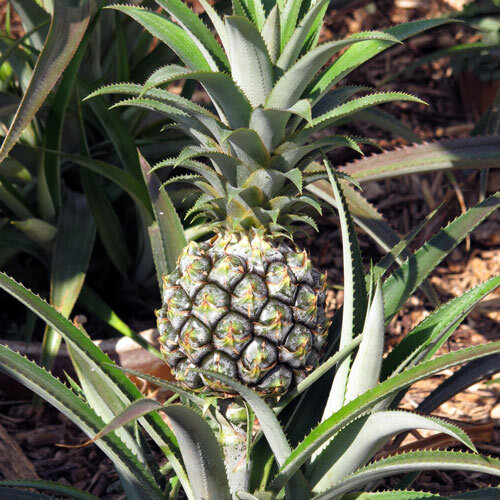 Ananaspflanze mit junger Frucht zwischen stachelig gezähnten Blättern