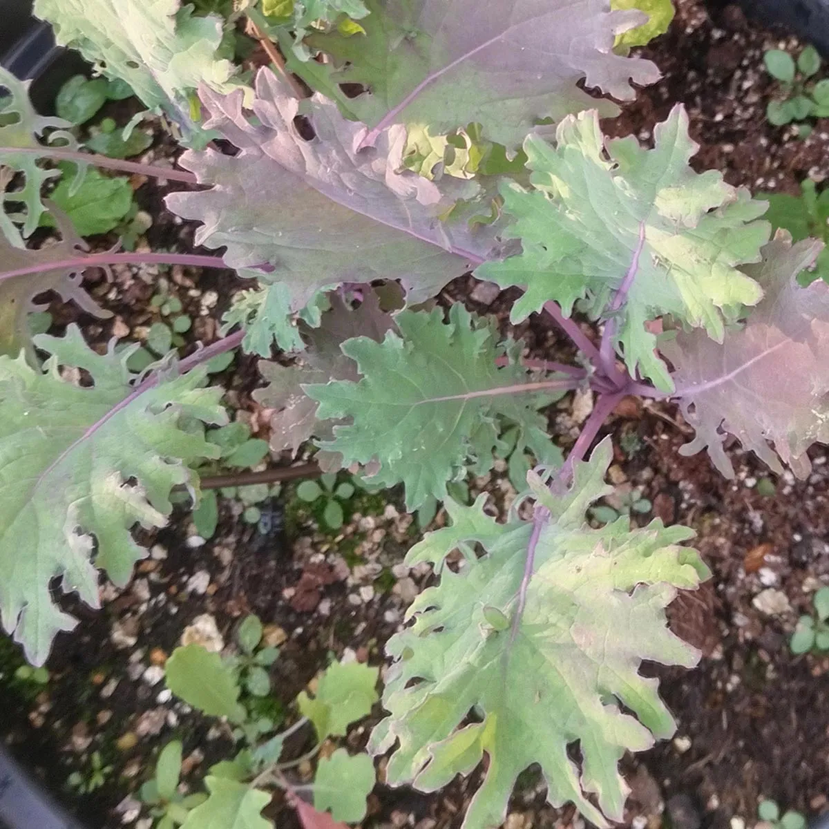 Sibirischer Kohl 'Roter Russischer' (Brassica napus var. pabularia) Samen