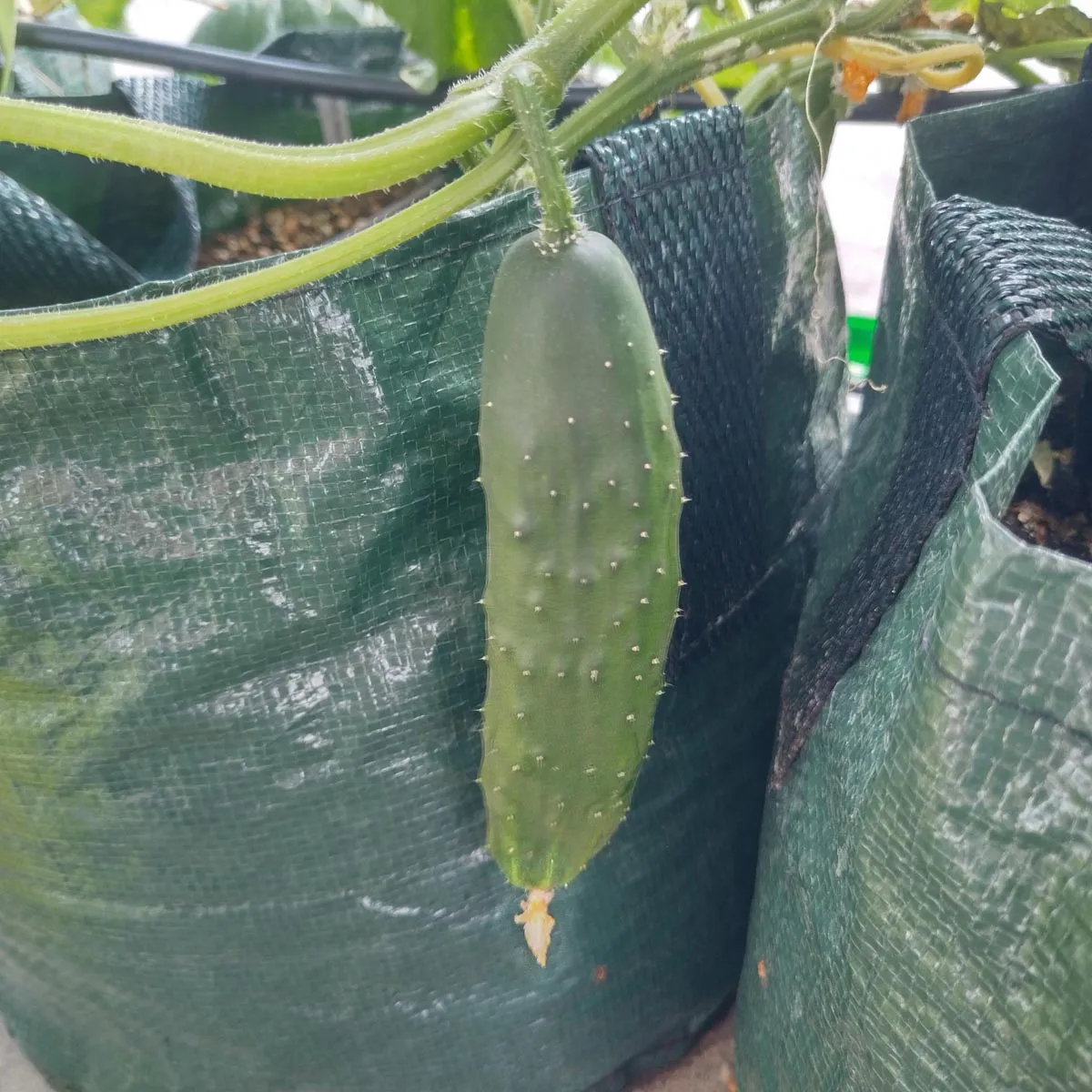 Gurke 'Marketmore’ (Cucumis sativus) Samen