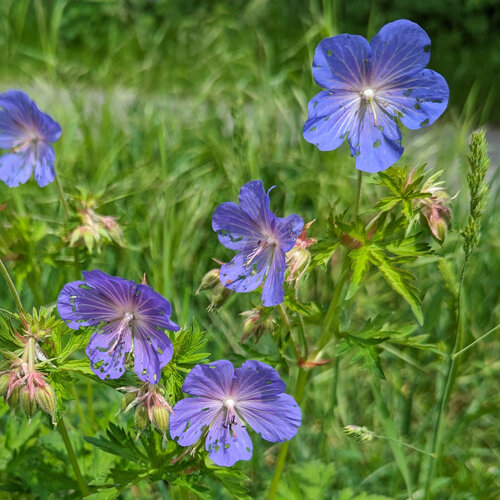 Storchschnabel mit blauvioletten Blüten und fein geteilten Blättern