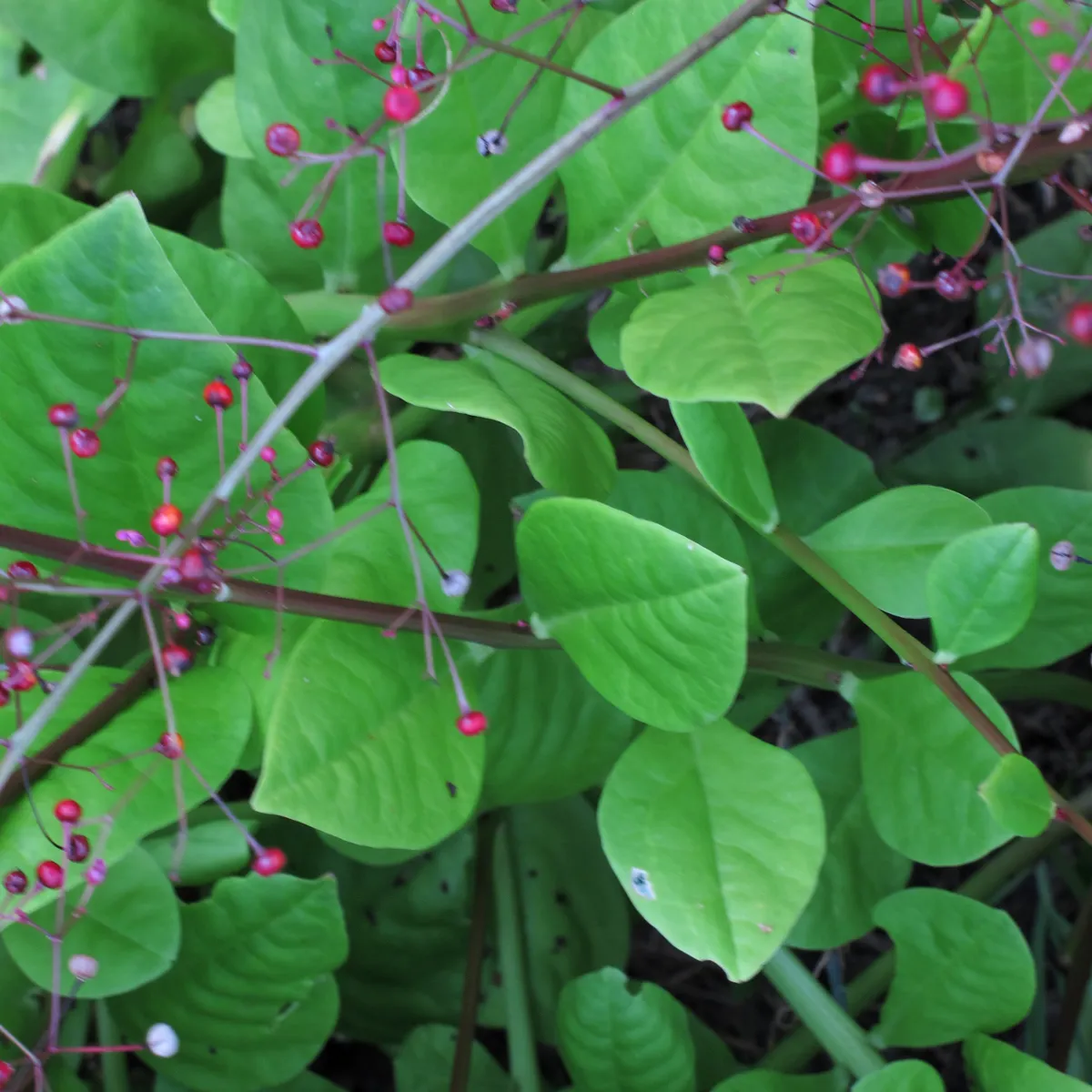 Erd-Ginseng (Talinum paniculatum) Samen