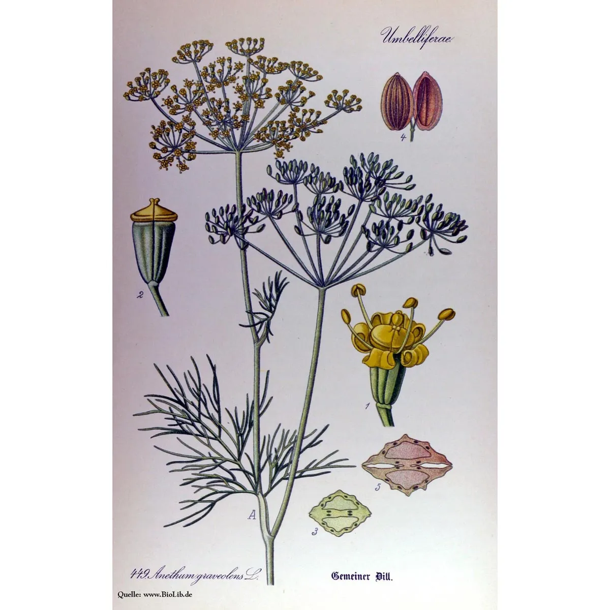Dill (Anethum graveolens) Bio Saatgut