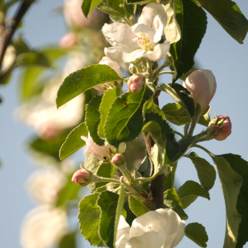 Apfelblüte mit weißen Blüten und rosa Knospen im Vollfrühling