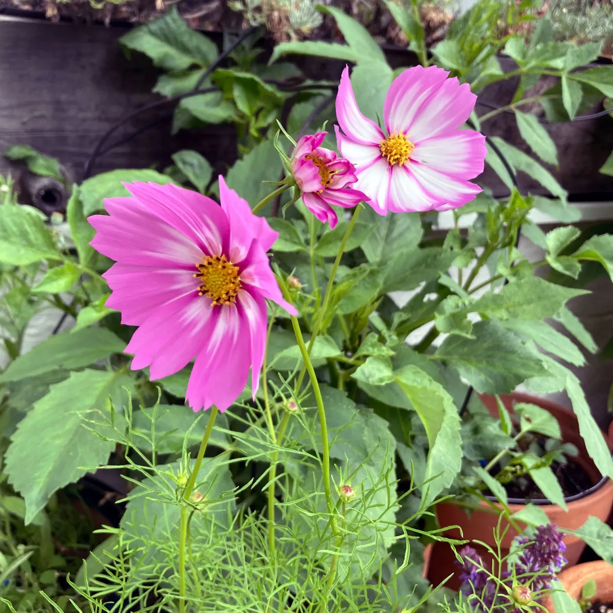 Zweifarbige Cosmea / Schmuckkörbchen 'Sensation Candy Stripe' (Cosmos bipinnatus) Samen