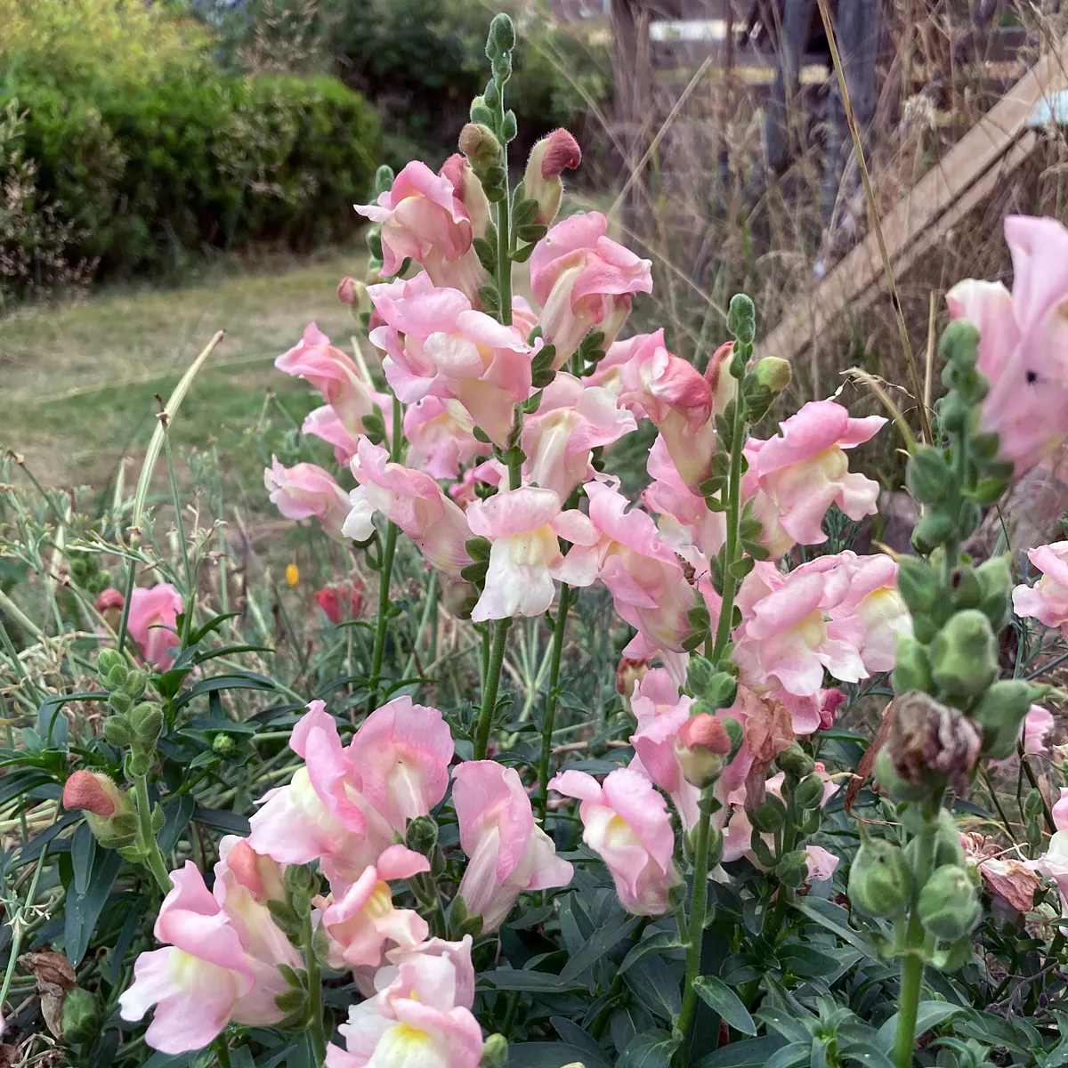 Weiß-rosa Löwenmäulchen 'Appleblossom' (Antirrhinum majus) Samen