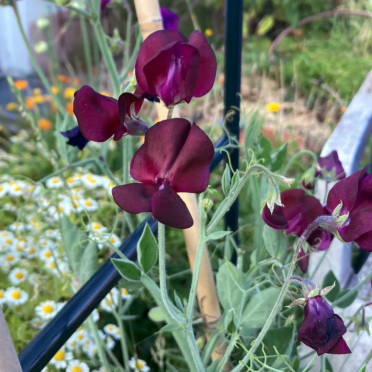 Bordeauxrote Duftwicke 'Beaujolais' (Lathyrus odoratus) Samen