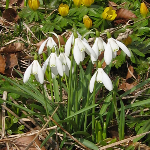 Blühende Schneeglöckchen im Vorfrühling, dahinter gelbe Frühblüher
