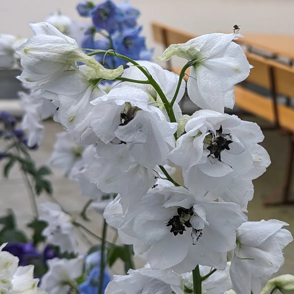 Pazifischer Hoher Rittersporn 'Magic Fountains-White, Dark Bee' (Delphinium cultorum) Samen