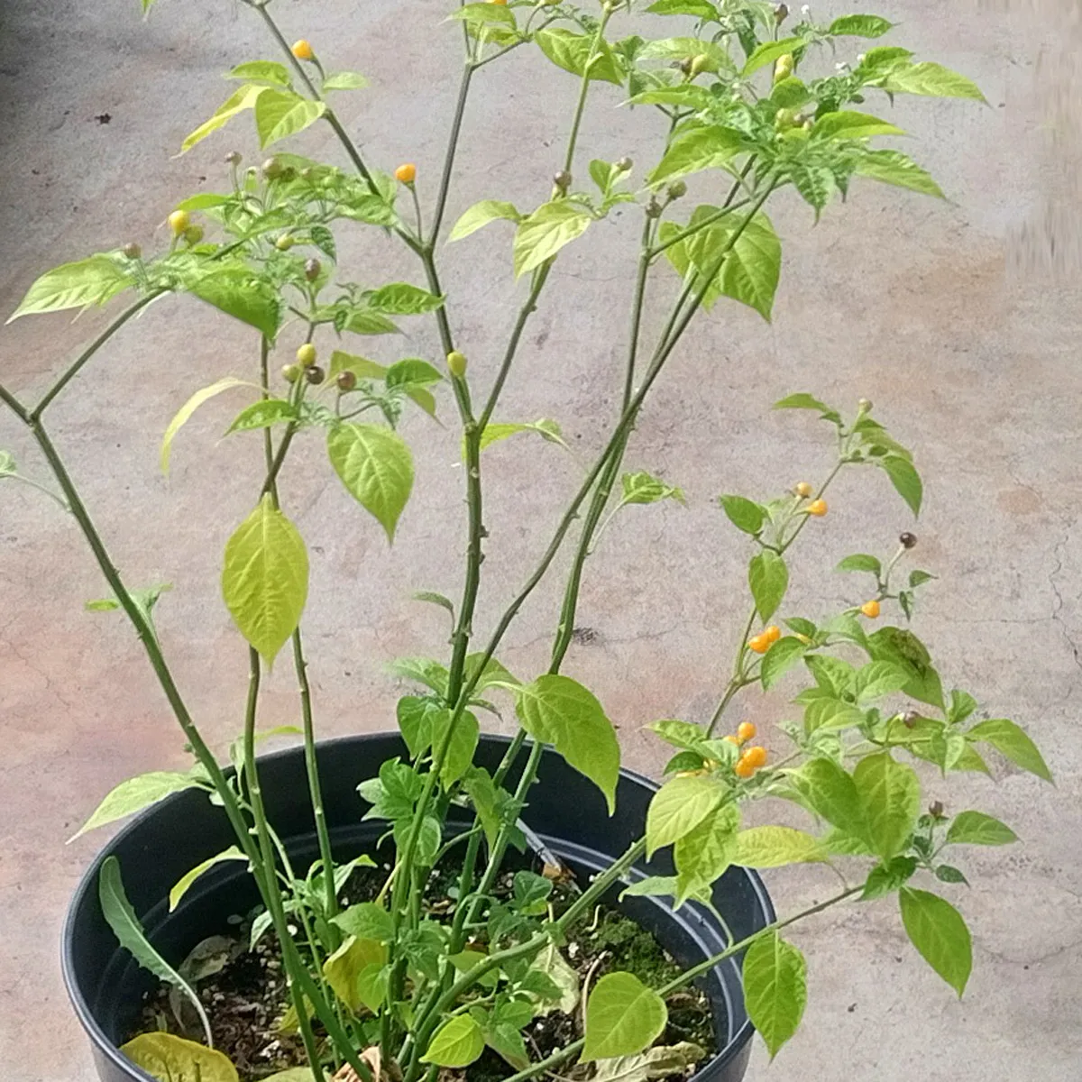 Chili 'Aji Charapita' (Capsicum chinense) Samen