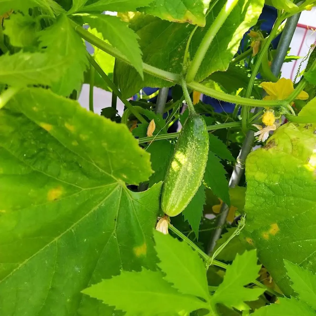 Einlege-Gurke 'Vorgebirgstrauben' (Cucumis sativus) Bio Saatgut