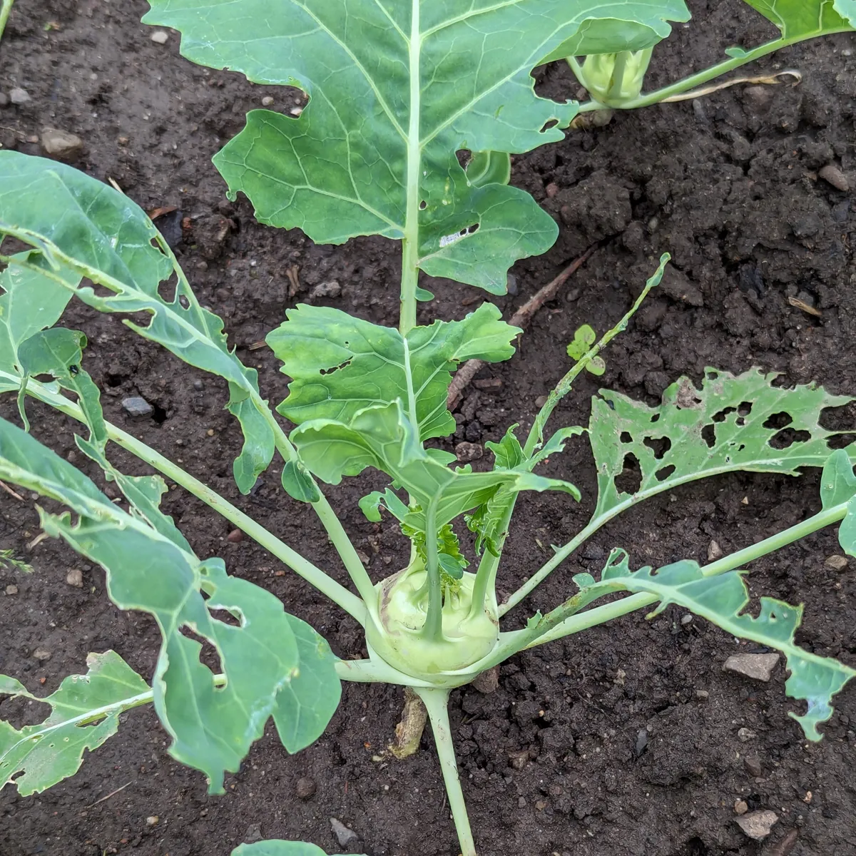 Kohlrabi 'Superschmelz' (Brassica oleracea var. gongylodes) Bio Saatgut