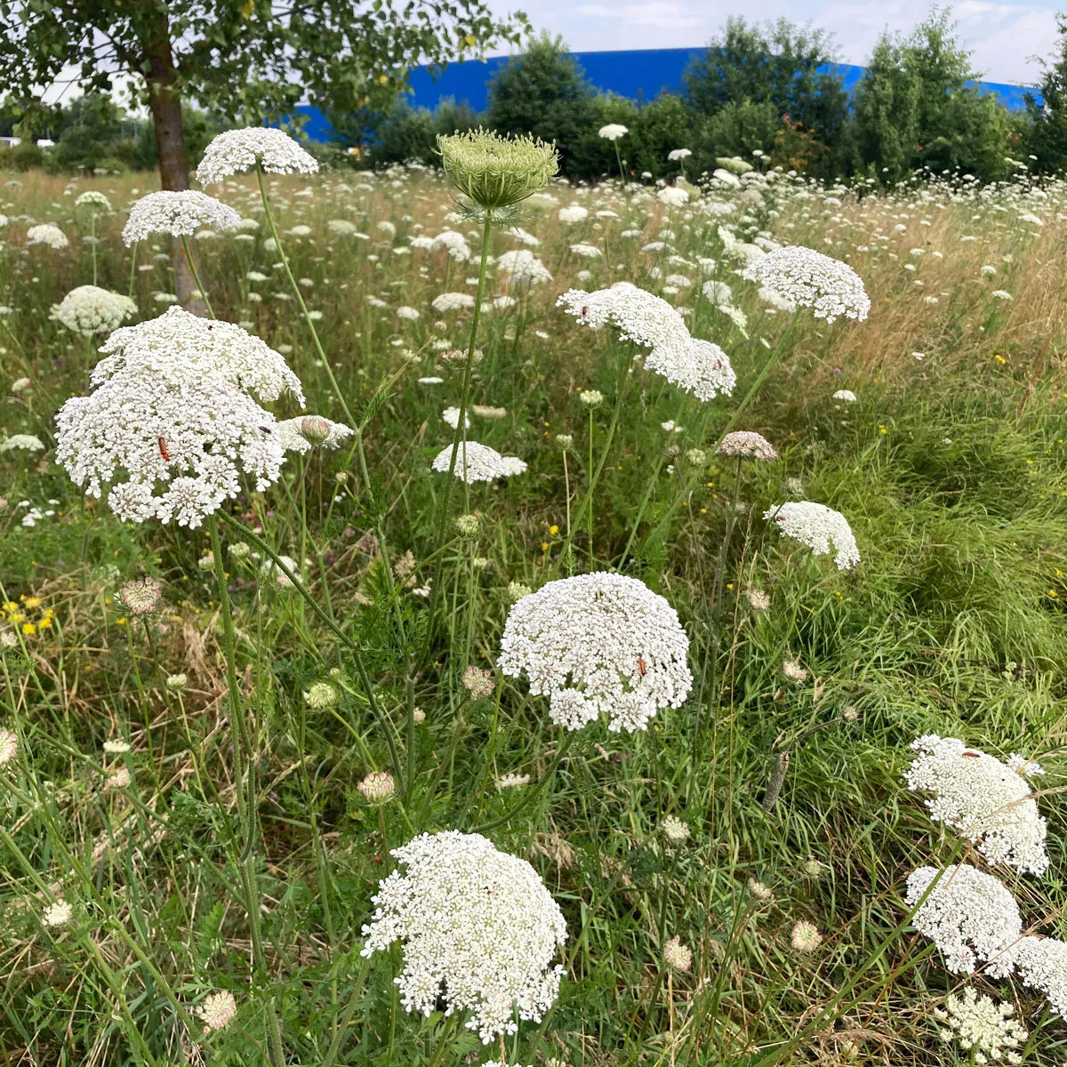 Wilde Möhre (Daucus carota ssp. carota) Bio Saatgut