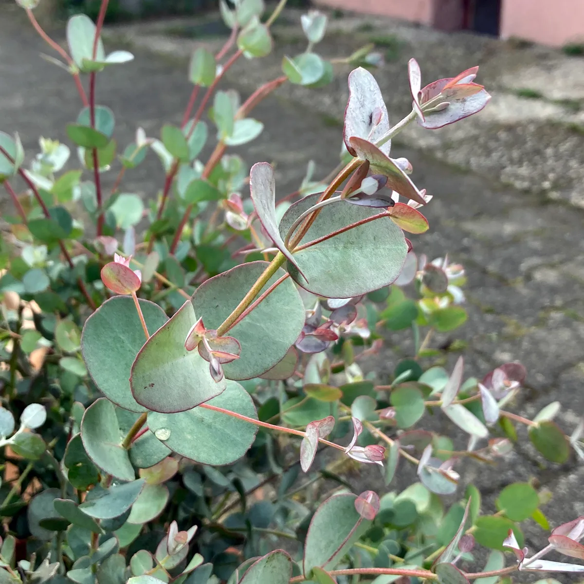 Mostgummi-Eucalyptus (Eucalyptus gunnii) Samen