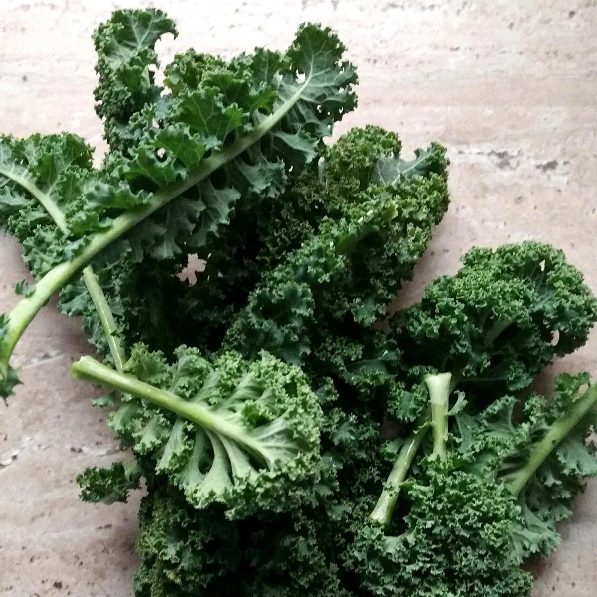 Grünkohl 'Lerchenzungen' (Brassica oleracea convar. acephala var. sabellica) Samen