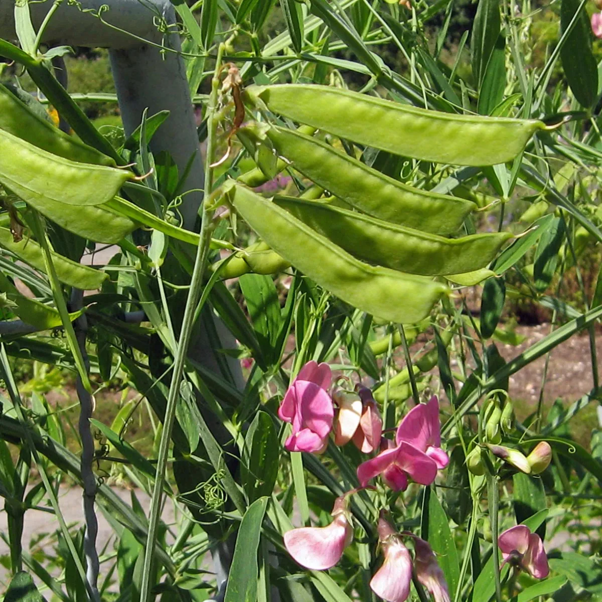 Zwerg-Duftwicke 'Bijou Mix' (Lathyrus odoratus) Samen